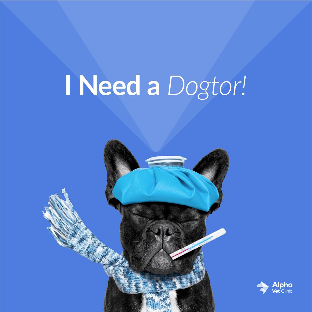 I Need a Dogtor